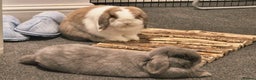 Mini Lop rabbits for sale: Lola & Frappe !!MUST GO TOGETHER!!🩷 - Advert 2