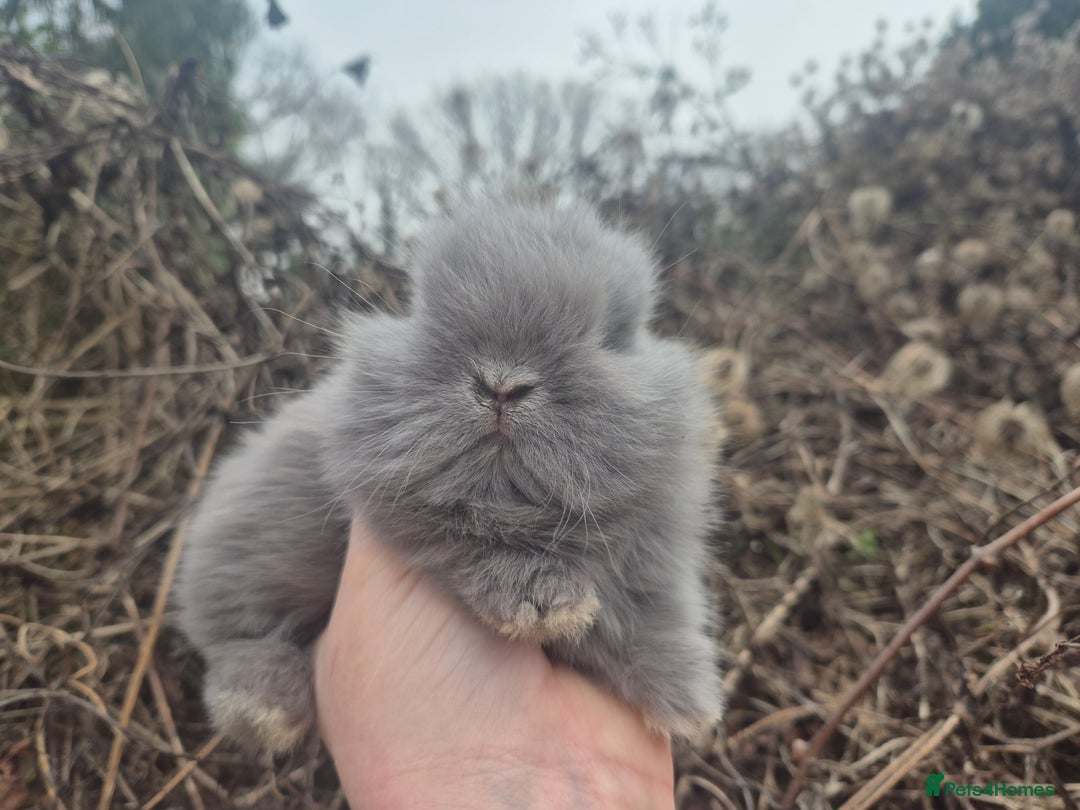 Angora rabbits for sale: 💙 Teddydwerg boy available 💙 - Advert 7