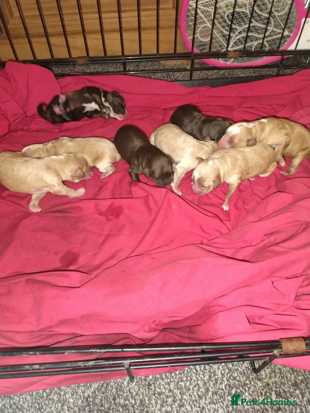 Poodle dogs for stud: Poodle miniature - Advert 5