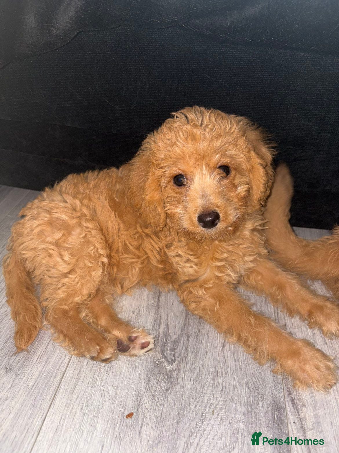 Labradoodle dogs £750 2 left 💜🩷 2 remaining colours available  - Advert 1