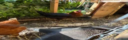 Chickens poultry for sale: One Light sussex & one black rock hens for sale  in Dover - Advert 6