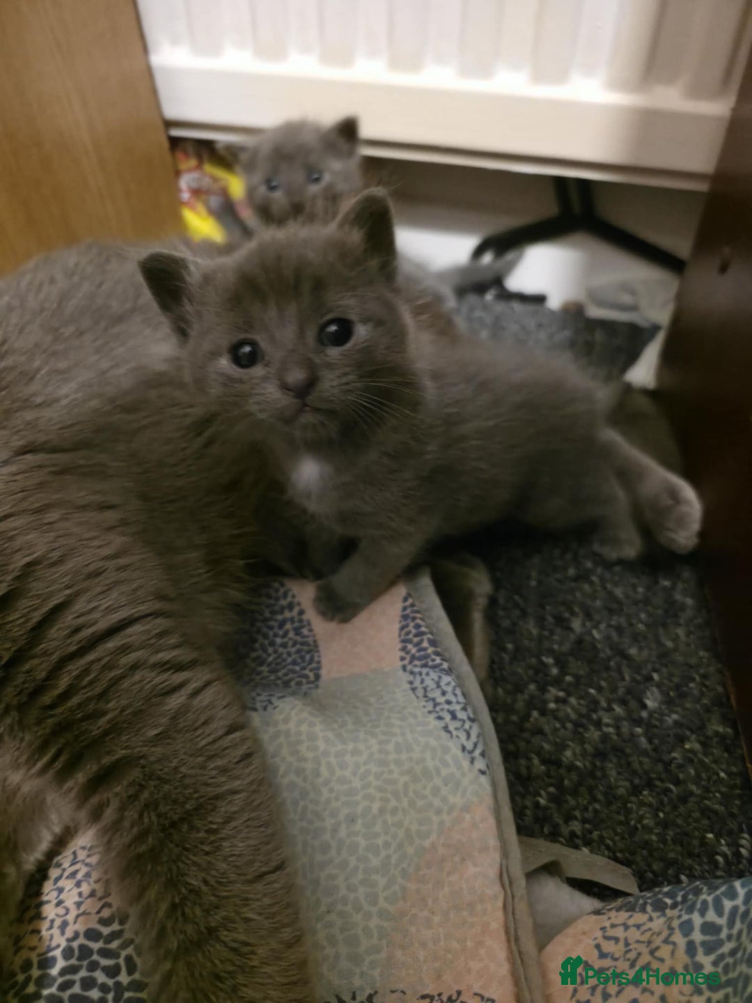 British Shorthair cats for sale: Kittens - Image 5