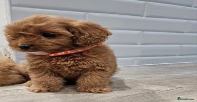 Cavapoo dogs - Advert 2