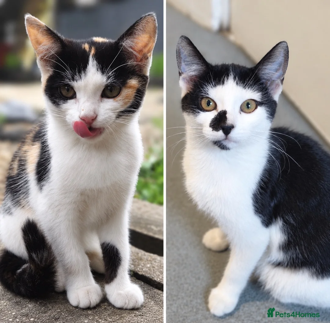 Mixed Breed cats for sale: 2 Beautiful Female Kittens For Sale - Advert 2