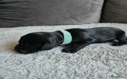 Sprocker dogs for sale: Sprocker Spaniel Puppies  - Image 3