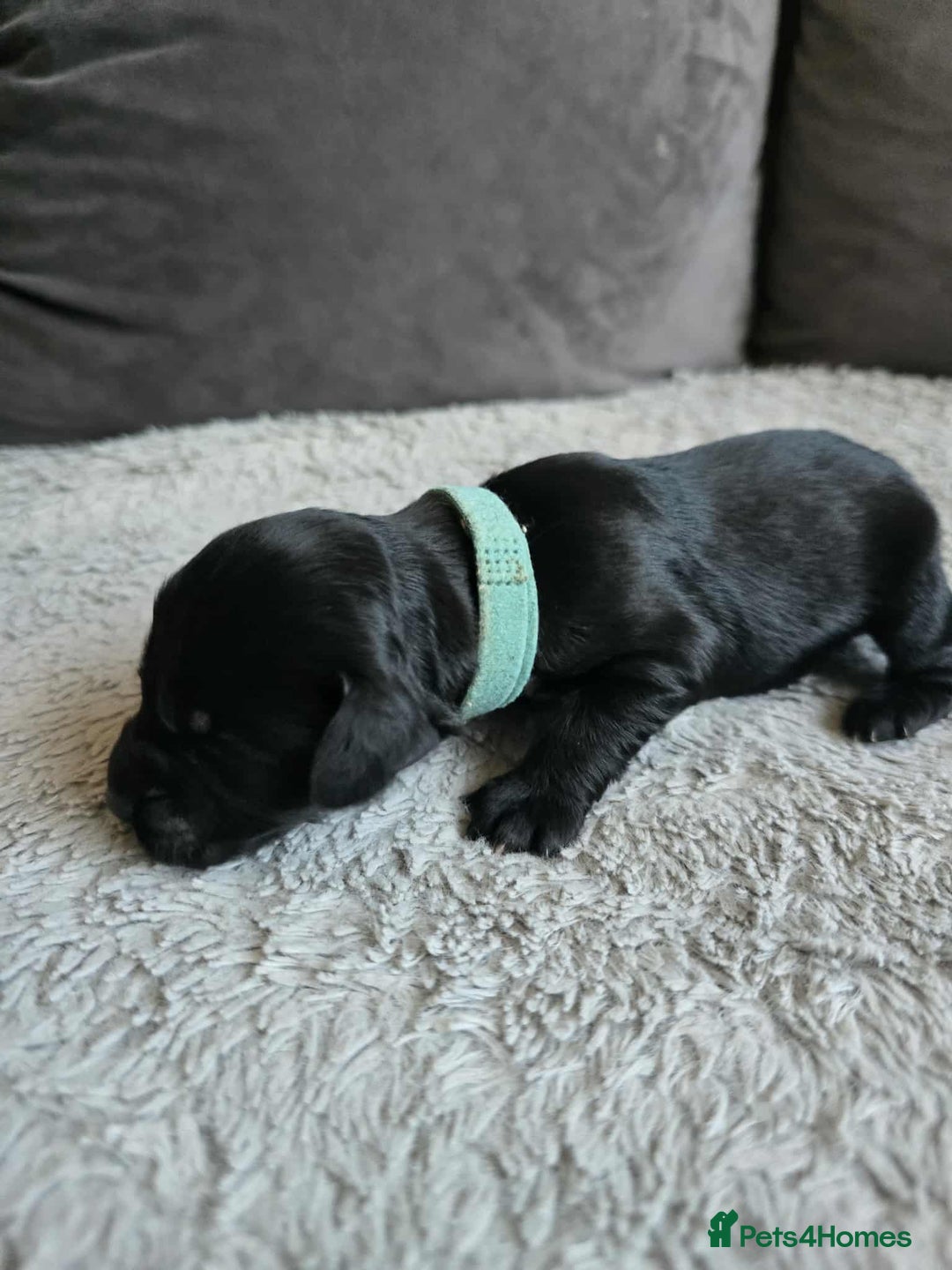 Sprocker dogs for sale: Sprocker Spaniel Puppies  - Image 3