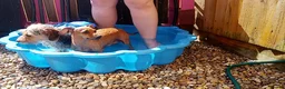 Mixed Breed dogs for sale: Dorky puppies  - Advert 7