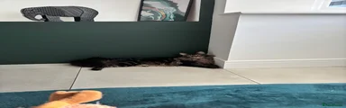 Maine Coon 2