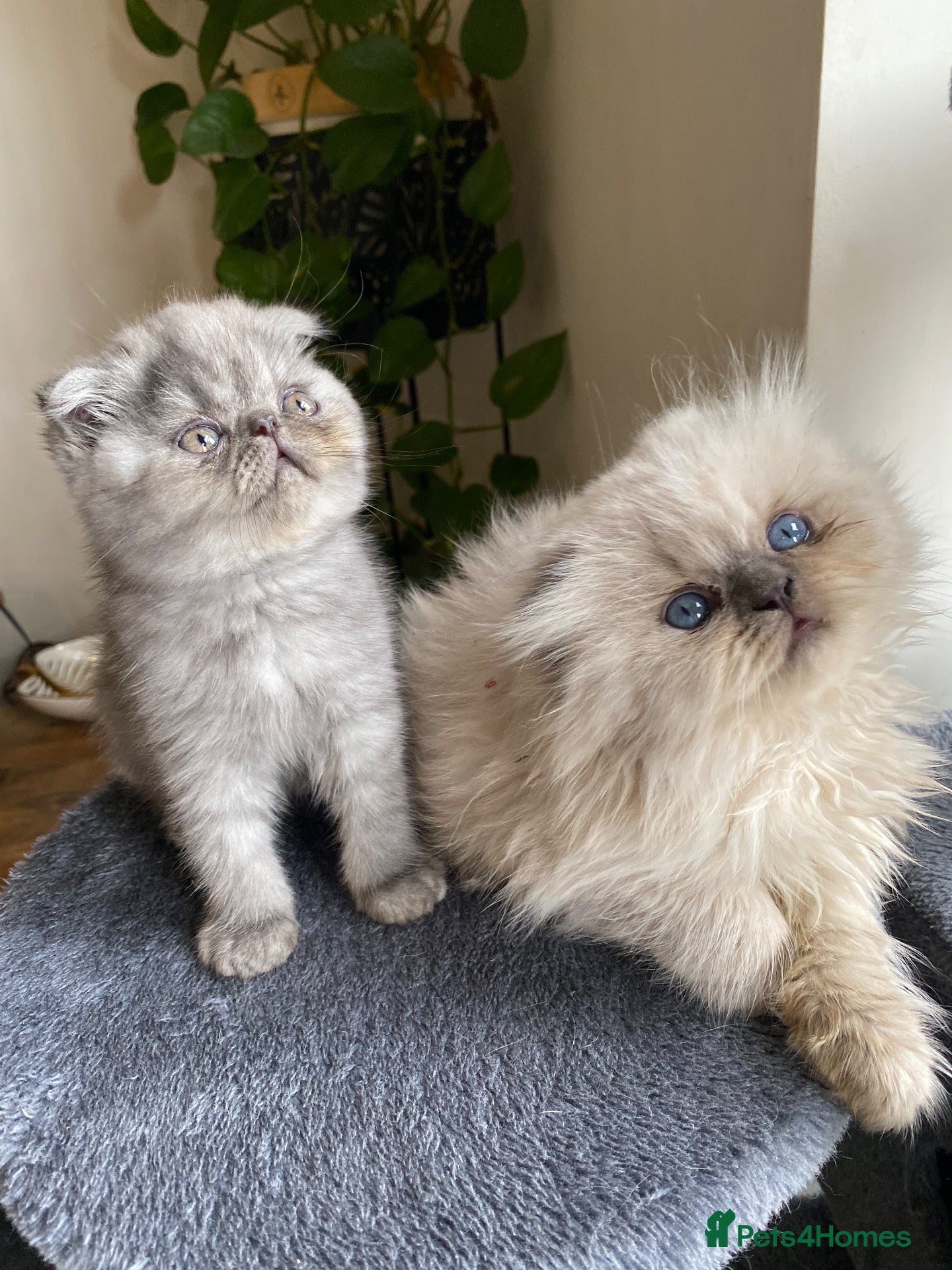 Scottish Fold cats Scottish folds  - Advert 5
