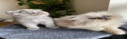 Scottish Fold cats for sale: Scottish folds  - Advert 7