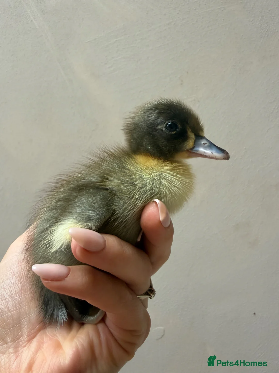 Ducks poultry for sale: Day old runner ducklings  - Advert 7