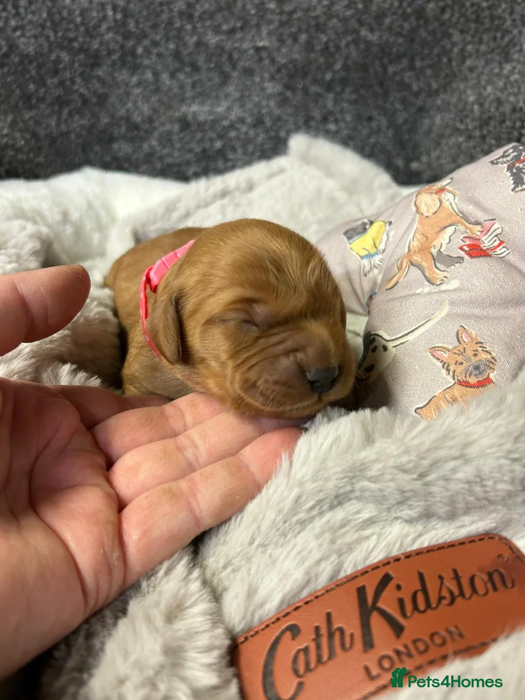 Mini Goldendoodle dogs for sale: Beautiful F1 Miniature Goldendoodle Puppies  - Advert 9