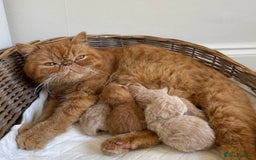 Exotic cats for sale: Adorable Exotic Shorthair girls. Ready now! - Advert 9