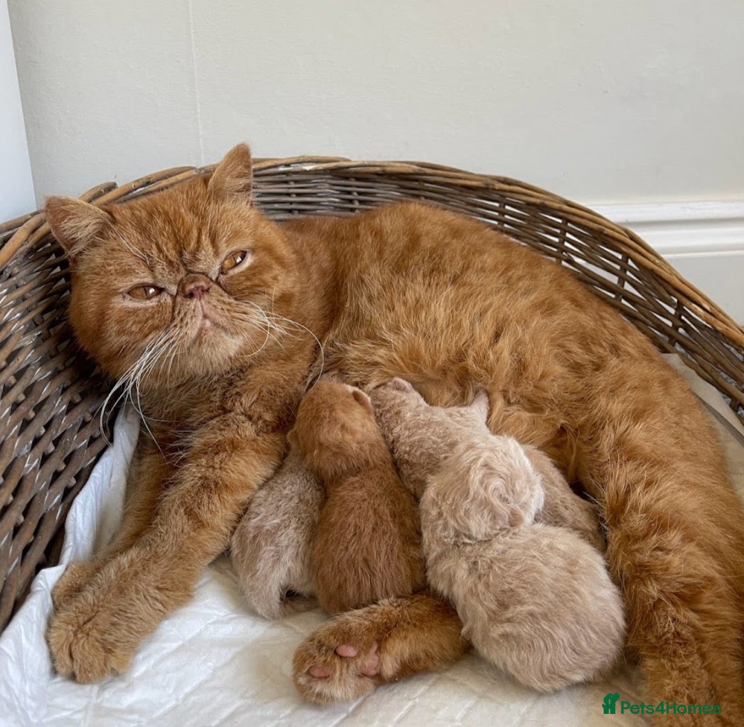 Exotic cats for sale: Adorable Exotic Shorthair girls. Ready now! - Advert 9