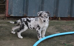 Borador dogs for sale: Labrador x Collie puppies - Image 13