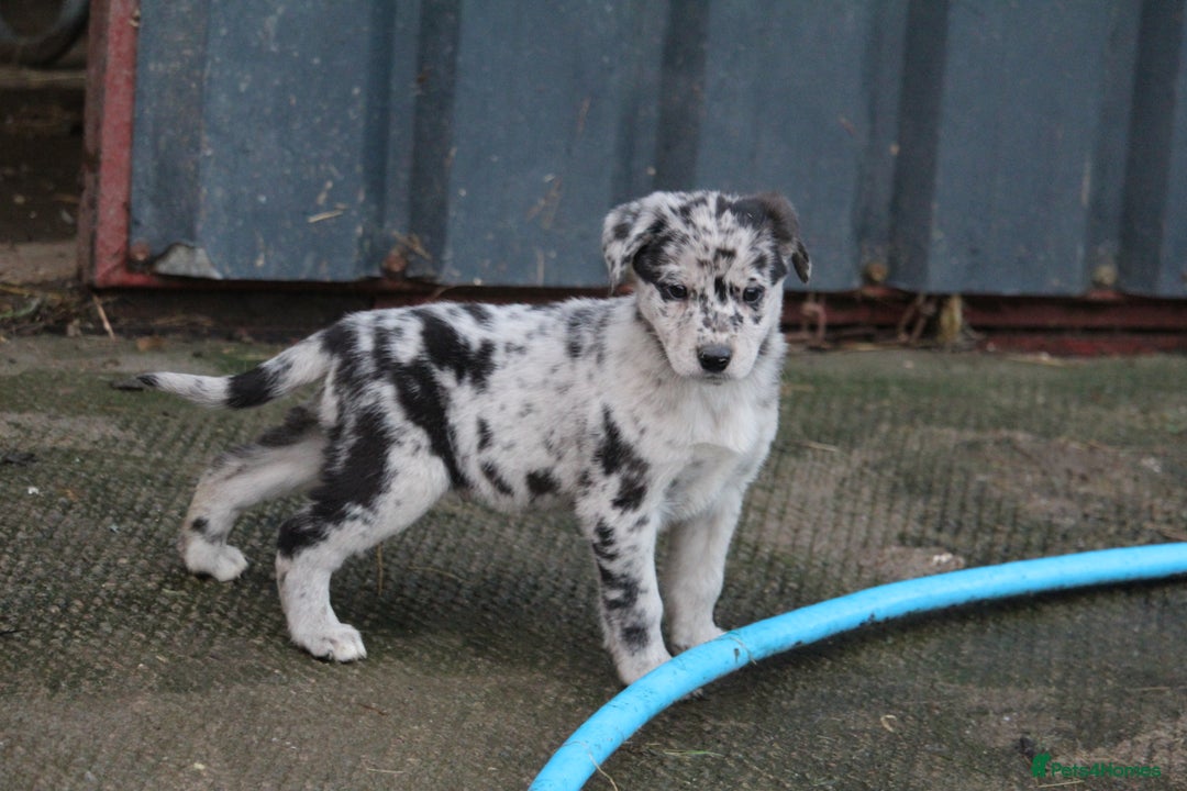 Borador dogs for sale: Labrador x Collie puppies - Image 13
