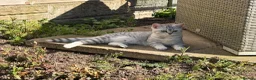 British Shorthair cats for sale: Little miss lexi - Advert 9