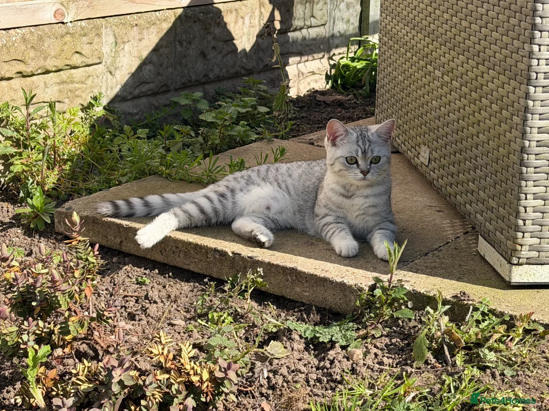 British Shorthair cats for sale: Little miss lexi - Advert 9