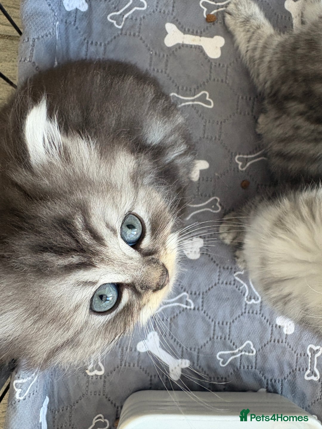 Persian cats for sale: Persian x kittens , 2 separate litters - Advert 9