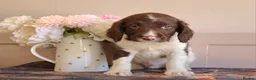 English Springer Spaniel dogs for sale: Beautiful English Springer spaniel pups - Advert 10