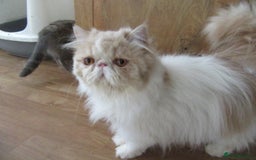 Persian cats for sale: Adorable Pedigree Persian Female Available Now - Image 19