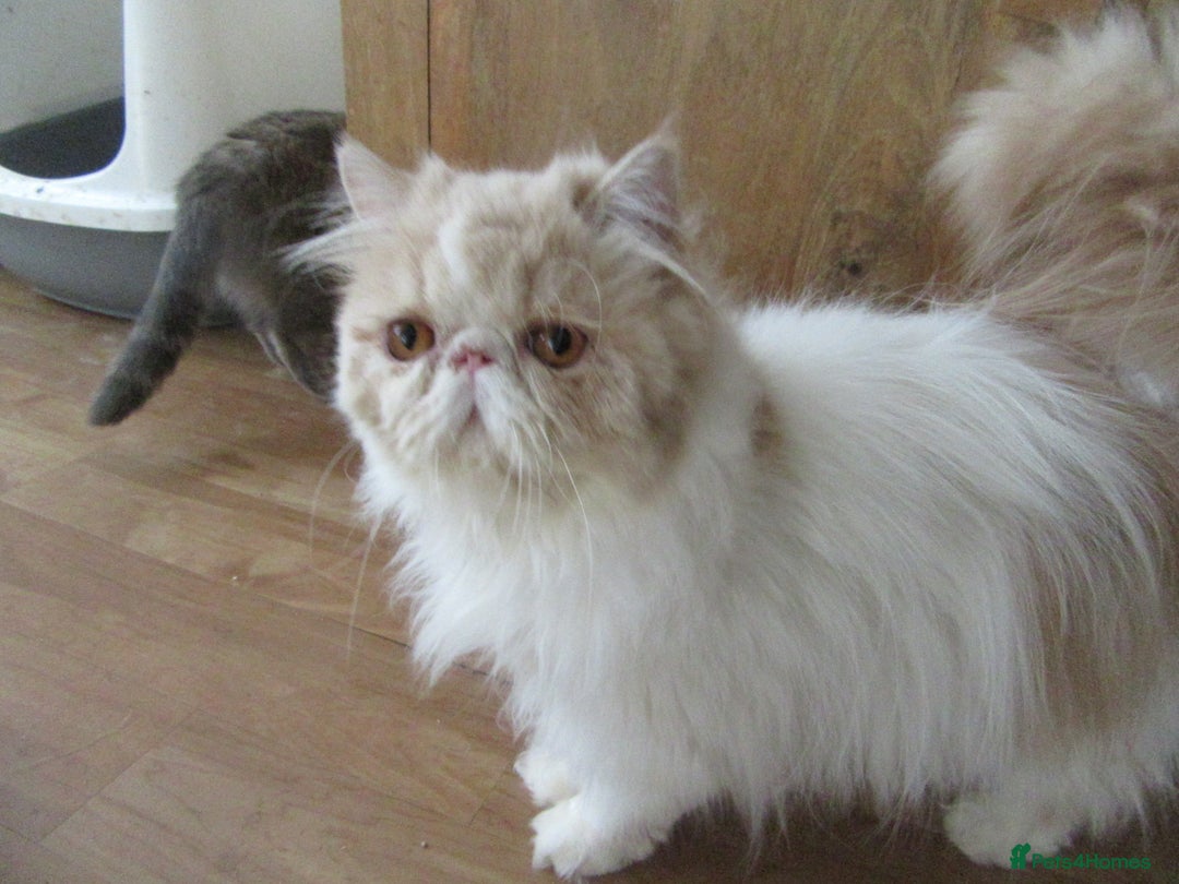 Persian cats for sale: Adorable Pedigree Persian Female Available Now - Image 19