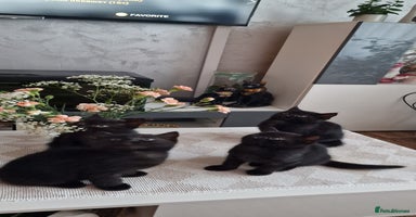 Mixed Breed cats - Advert 14
