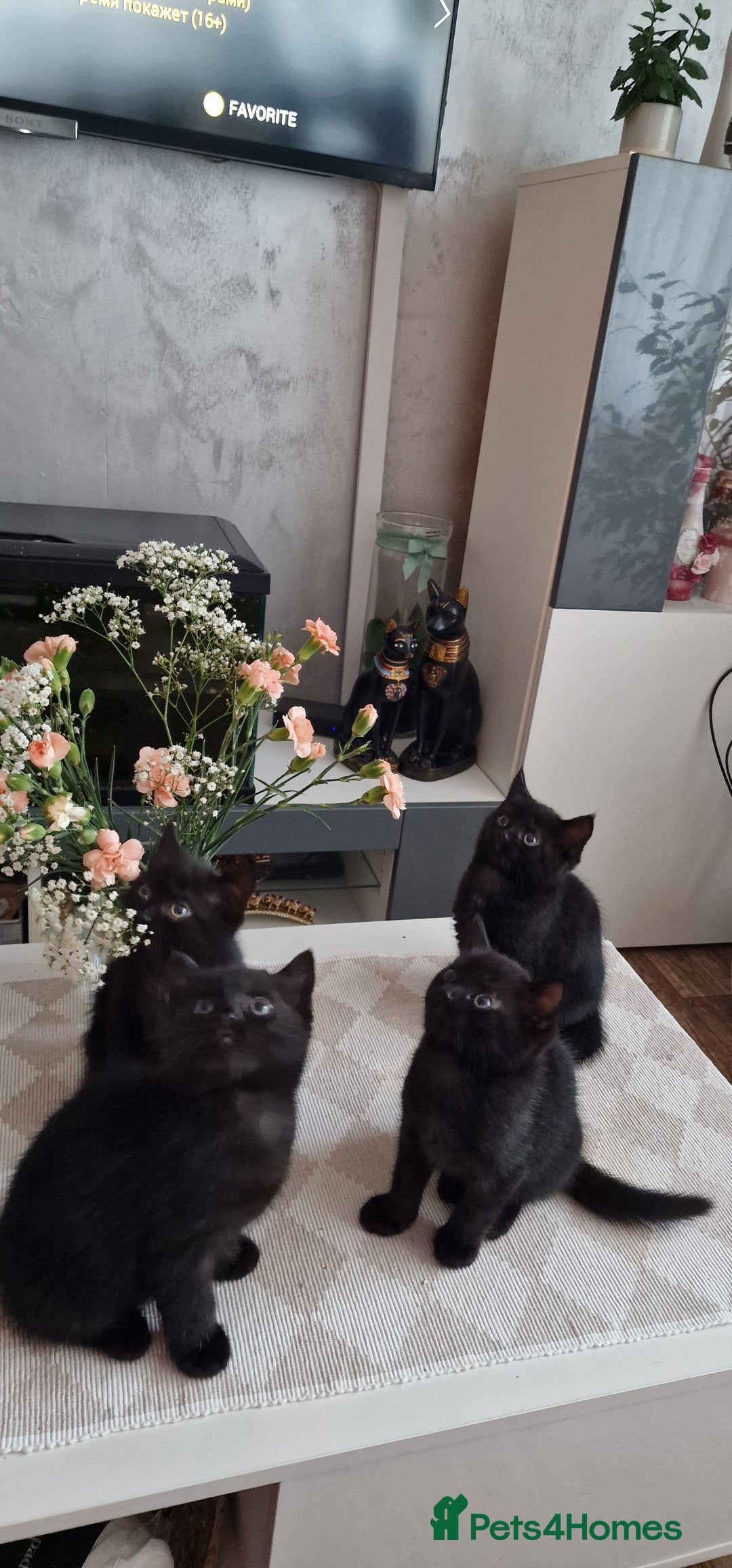 Mixed Breed cats for sale: Adorable kittens - Image 3