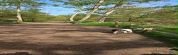 English Springer Spaniel dogs for sale: 22month old springer - Advert 5