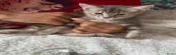Mixed Breed cats for sale: Mixed kittens  - Advert 10