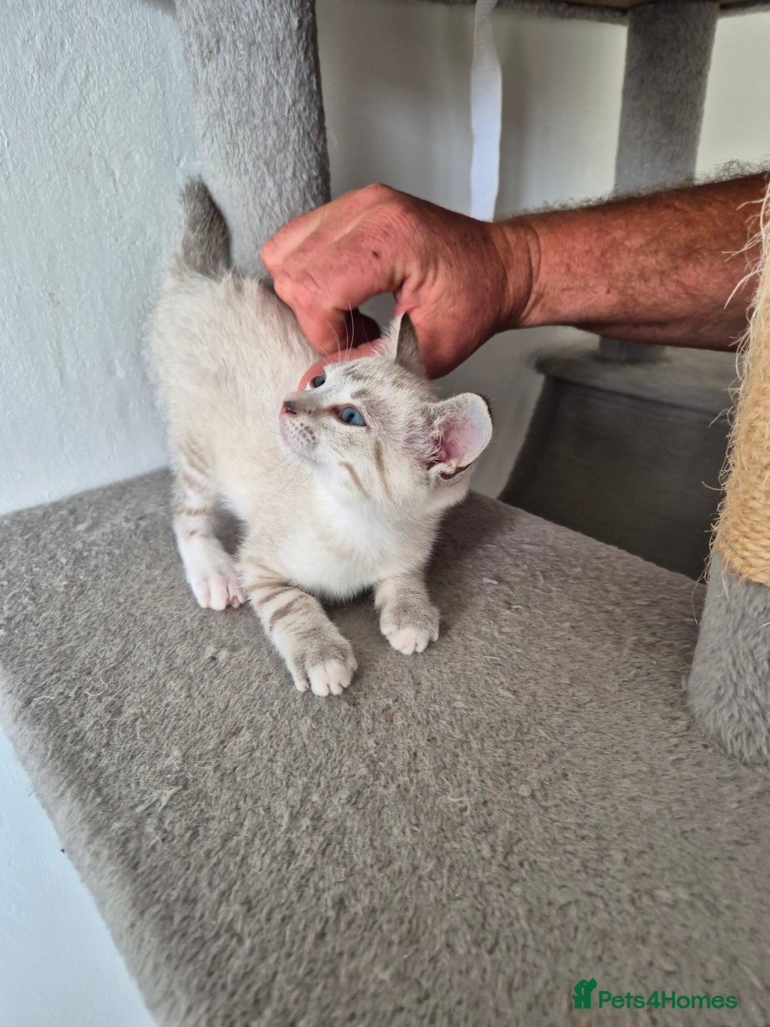 Snowshoe cats for sale:  pedigree Tica reg  snowshoes ready now - Image 24