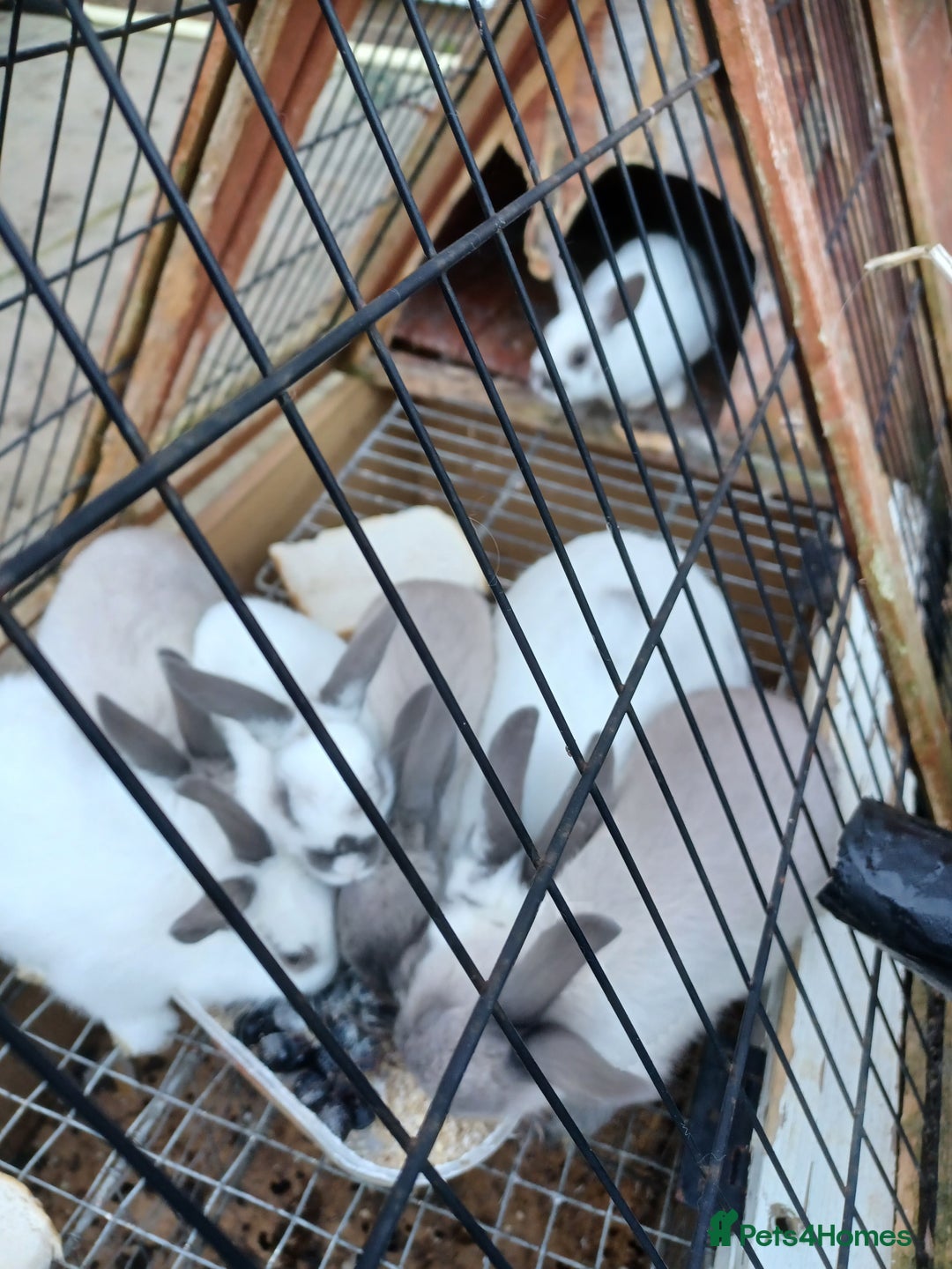Rex rabbits for sale: Baby Rex Rabits  - Image 2