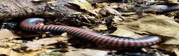 Millipedes invertebrates for sale: Atopochetus dollfusi, Rainbow Millipede Juveniles - Advert 9