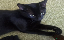 Domestic Shorthair cats for adoption: Cerce  - Image 3