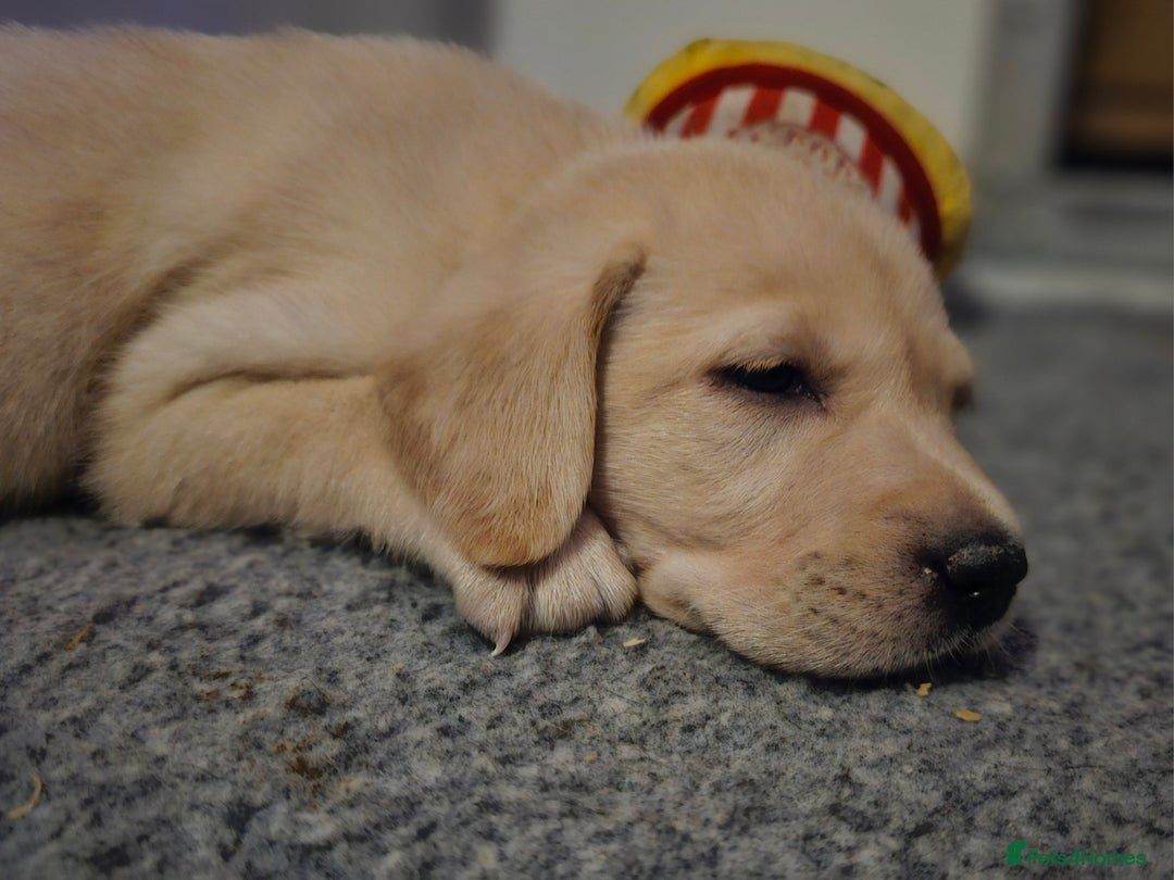 Labrador Retriever dogs for sale: 🐾 Labrador Puppies – Ready Early January 🐾 - Advert 24