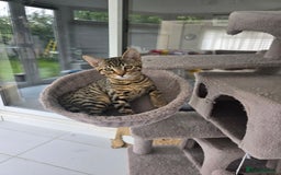 Bengal cats for sale: Half bengal kittens  - Image 1