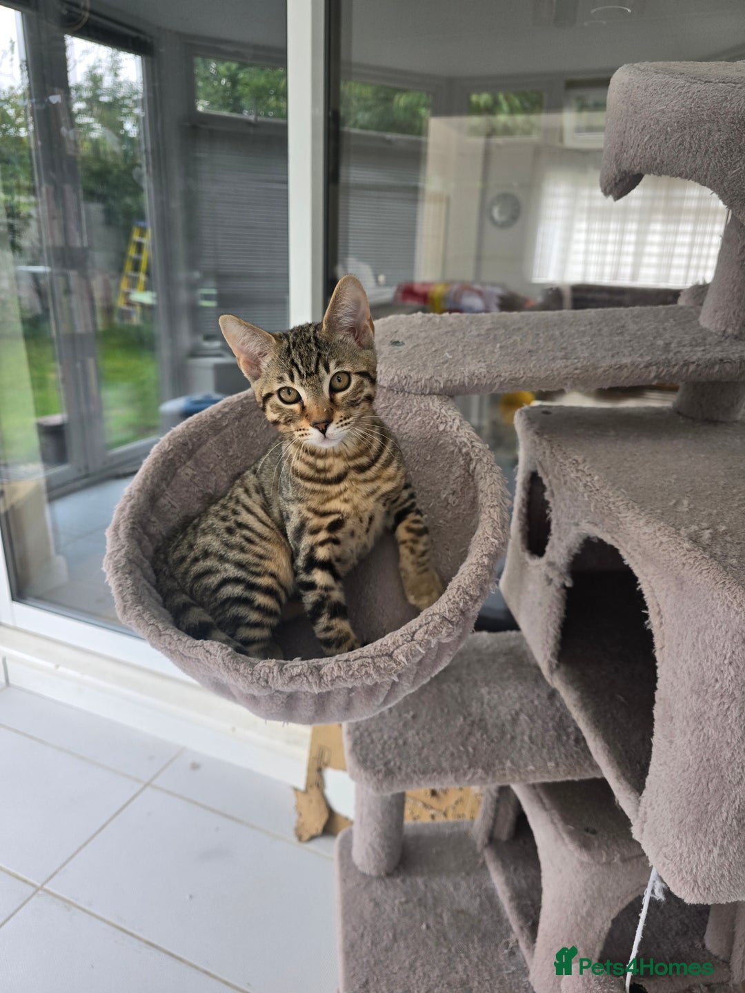 Bengal cats for sale: Half bengal kittens  - Image 1