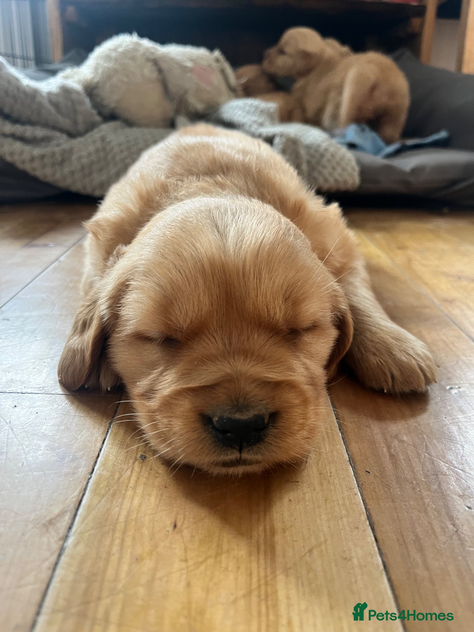 Golden Retriever dogs Beautiful KC Golden Retriever Puppies - Advert 2