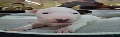 English Bull Terrier Puppy 7