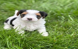 Biewer Terrier dogs for sale: Just one gorgeous boy and girl available  - Image 10
