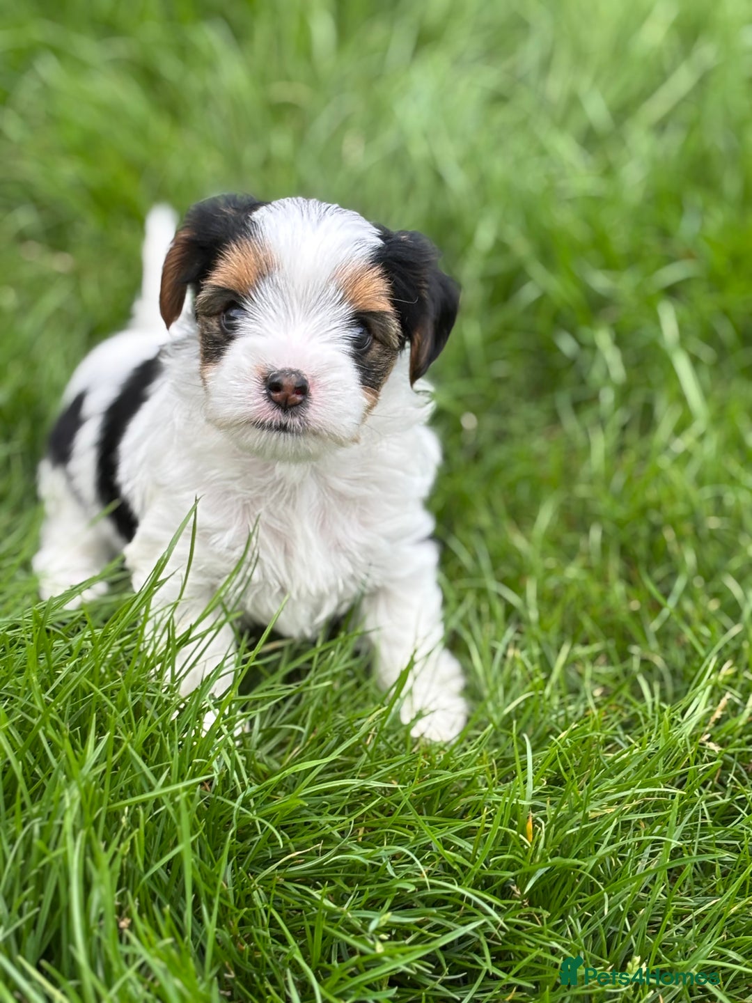 Biewer Terrier dogs for sale: Just one gorgeous boy and girl available  - Image 10