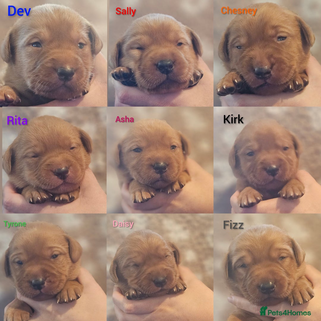 Labrador Retriever dogs for sale: KC Fox Red Labrador Puppys - Advert 1