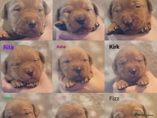 Labrador Retriever dogs KC Fox Red Labrador Puppys - Advert 2