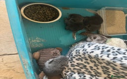 Chinchilla rabbits for sale: Chinchillas  - Image 4