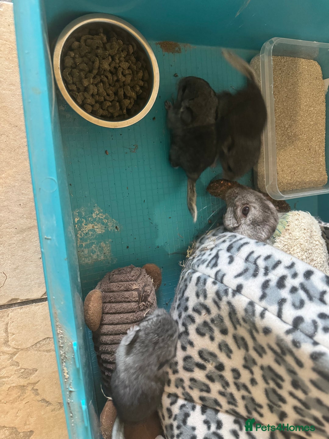 Chinchilla rabbits for sale: Chinchillas  - Image 4