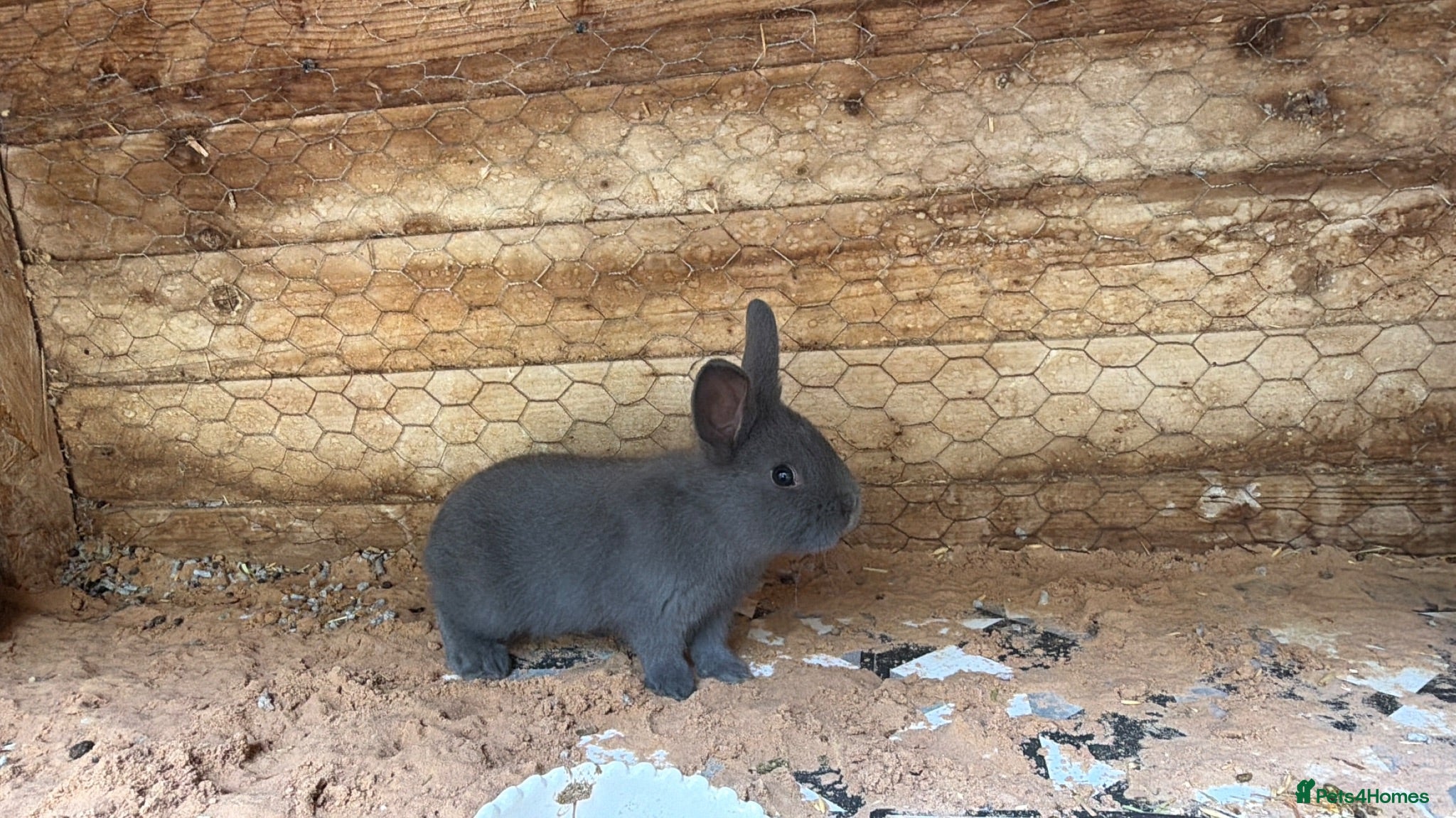 Mixed Breed rabbits Holicer collection 9th August  - Advert 1