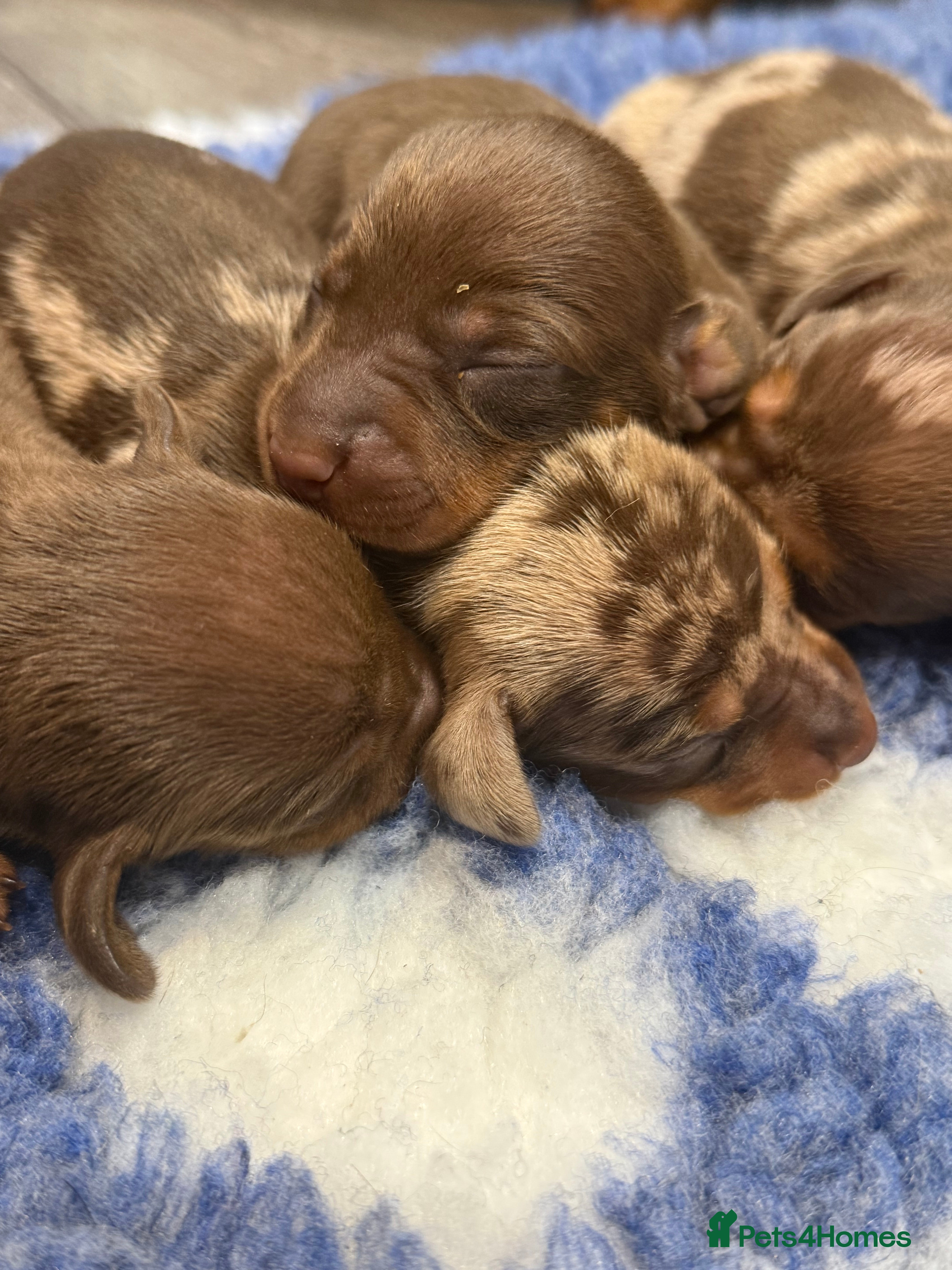 Miniature Dachshund dogs Stunning kennel club registered mini dachshunds  - Advert 1