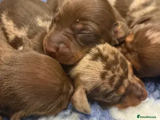 Miniature Dachshund dogs Stunning kennel club registered mini dachshunds - Advert 1