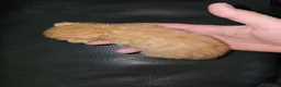 Mixed Breed cats for sale: 4 stunning kittens - Advert 28