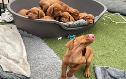Hungarian Vizsla dogs for sale: KC registered hungarian vizsla puppies - Image 14
